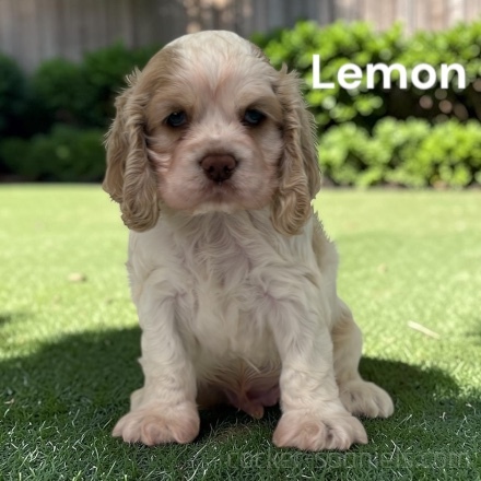 puppy, for, sale, Cocker Spaniel, Joe & Cherri  Overlease, dog, breeder, Miller, MO, dog-breeder, puppy-for-sale, forsale, nearby, find, puppyfind, locator, puppylocator, aca